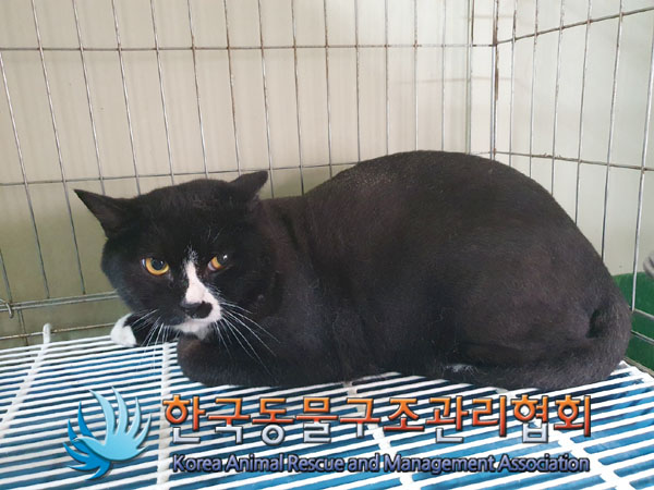 보호중 한국 고양이…